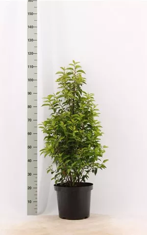 Prunus lusitanica 'Angustifolia' - Heckenpflanzen