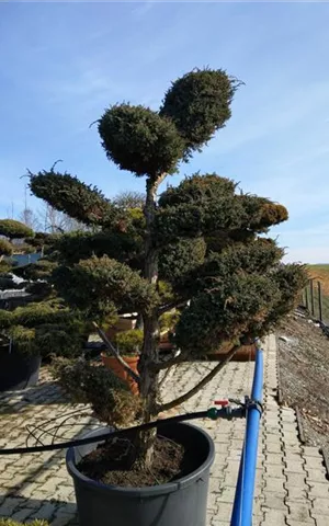 Juniperus chin.'Blue Alps' - Bonsai