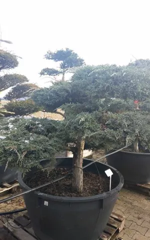 Juniperus squamata 'Blue Carpet' - Bonsai