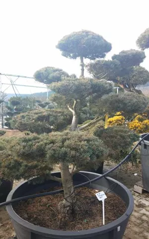 Pinus parviflora 'Negishi' - Bonsai