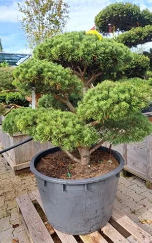 Pinus mugo 'Mops' - Bonsai