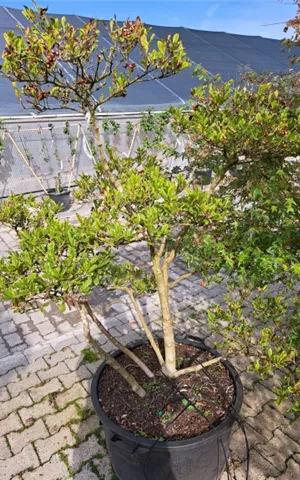 Magnolia stellata - Bonsai
