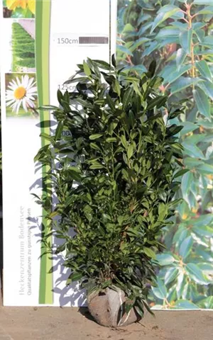 Prunus lauroc.'Herbergii' - Heckenpflanzen