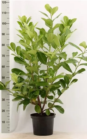 Prunus lauroc.'Rotundifolia'
