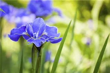 Die Iris – eine Pflanzen-Schönheit mit vielen Gesichtern